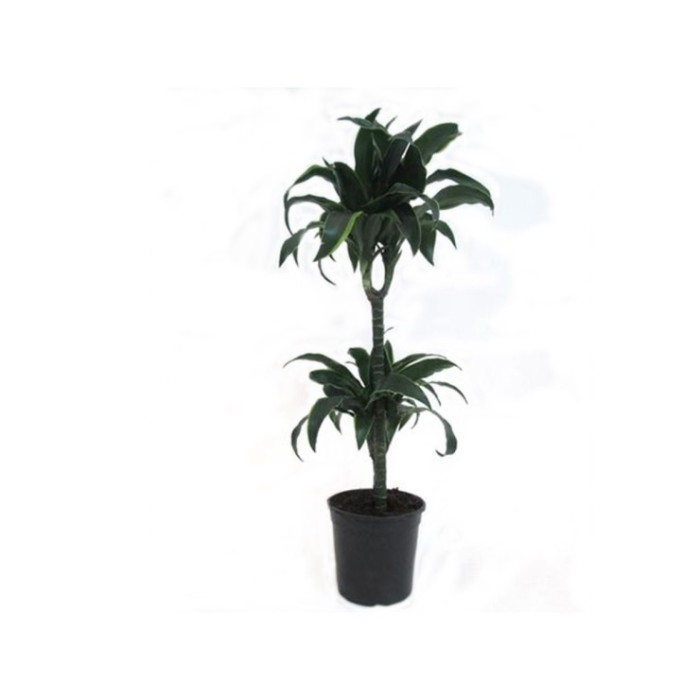 DRACAENA DORADO M20 60.30