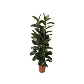 FICUS ROBUSTA, 3 plantes M35-180cm.