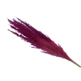 F.SECA, PAMPA ROSA 75cm 5uni