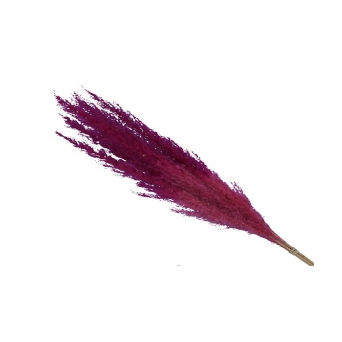 F.SECA, PAMPA ROSA 75cm 5uni