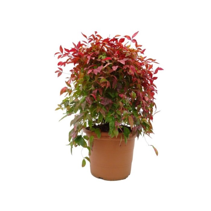 NANDINA DOMESTICA 10L