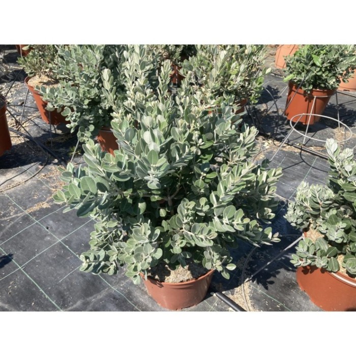 METROSIDEROS EXCELSA 10L