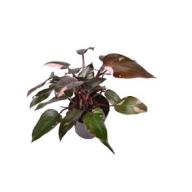 PHILODENDRON  M15 PINK PRINCESS