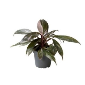 PHILODENDRON  M 6 PINK PRINCESS