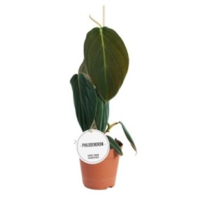 PHILODENDRON  M12 GIGAS