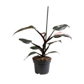 PHILODENDRON  M12 PINK PRINCESS