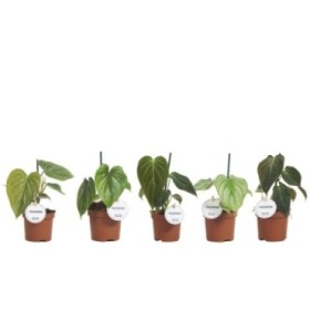 PHILODENDRON  M 9 MIX ESPECIAL