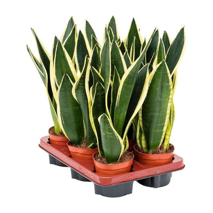 SANSEVIERIA  M12 GOLDEN FLAME