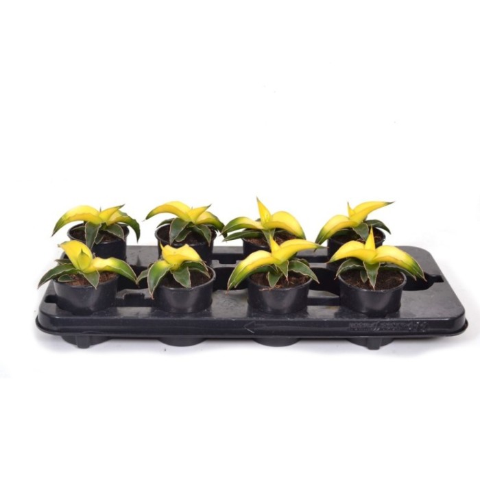 SANSEVIERIA  M10 Star Canary