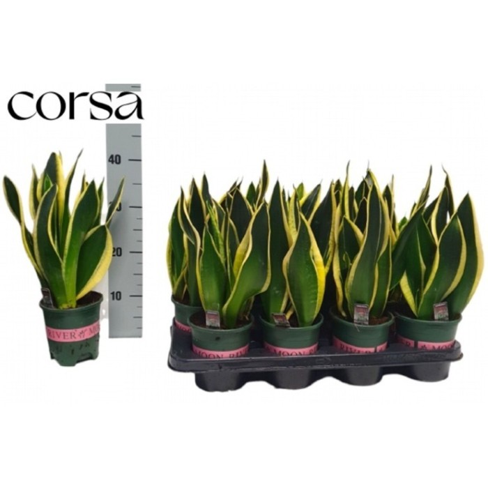 SANSEVIERIA  M14  GOLDEN FLAME