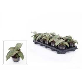 SANSEVIERIA  M10 Star Green Granit