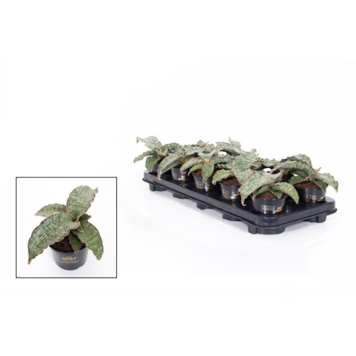 SANSEVIERIA  M10 Star Green Granit