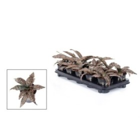 SANSEVIERIA  M10 Star Canyon Granit