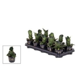 SANSEVIERIA M 9 STAR ROSE