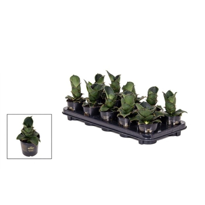 SANSEVIERIA M 9 STAR ROSE