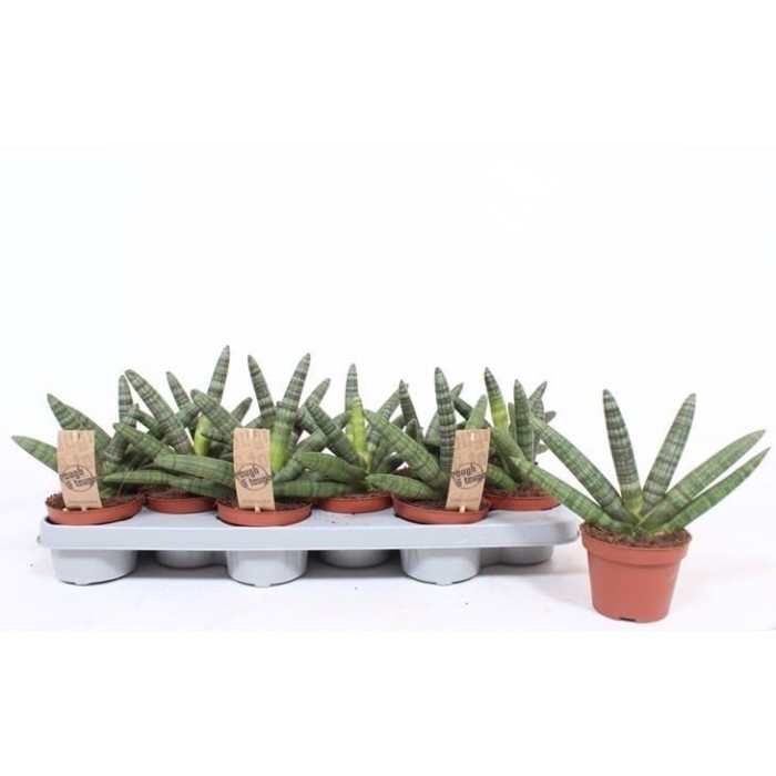 SANSIVIERIA CILINDRICA  M 9 BONCEL