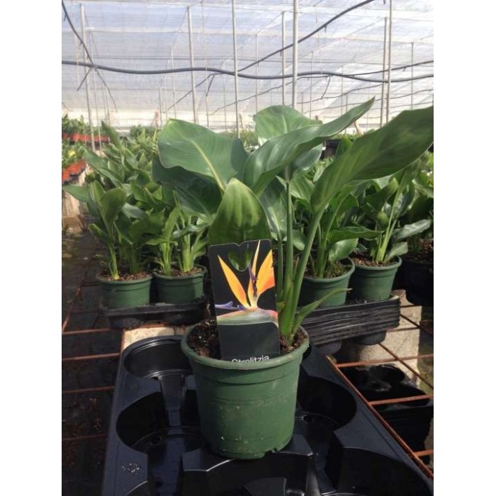 STRELITZIA REGINAE  M14