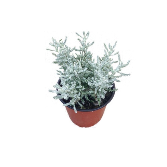 SANTOLINA CHAMAECYPARYSUS M11