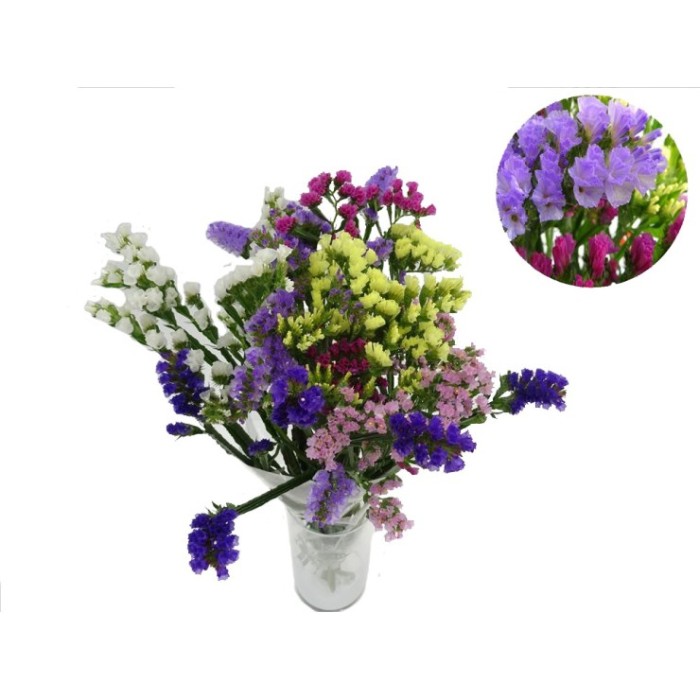 FLOR, STATICE MONOCOLOR/MIX paq.x5 tiges.