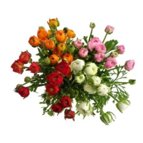 FLOR, RANUNCULUS NACIONAL.