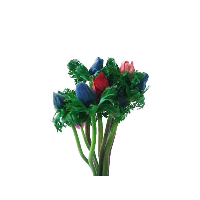 FLOR, ANEMONAS paq. x10