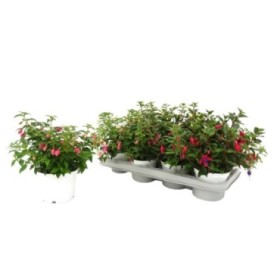 FUCHSIA M13 - COMPACT