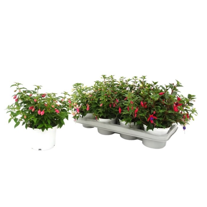 FUCHSIA M13 - COMPACT