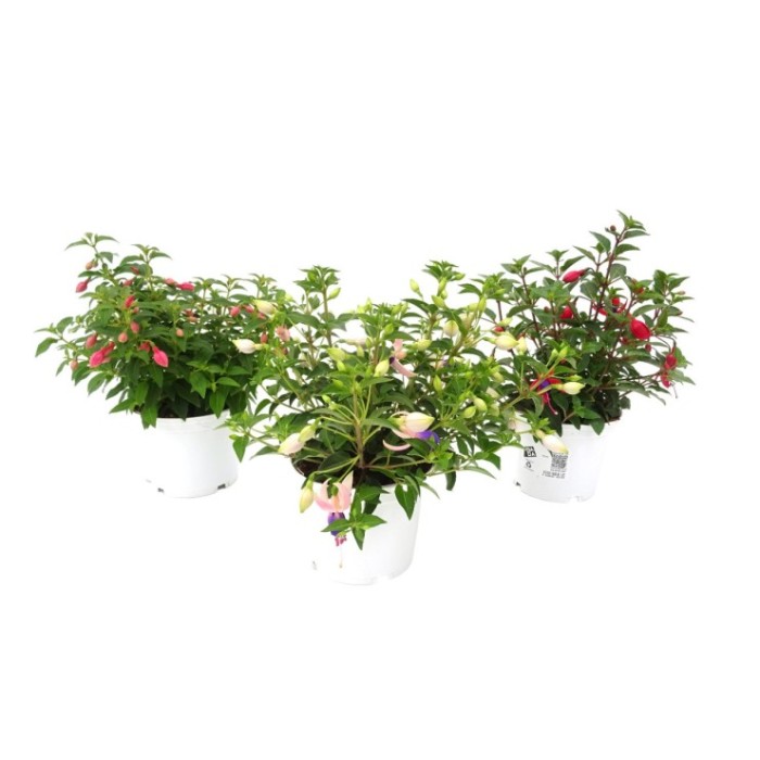 FUCHSIA M13 - COMPACT