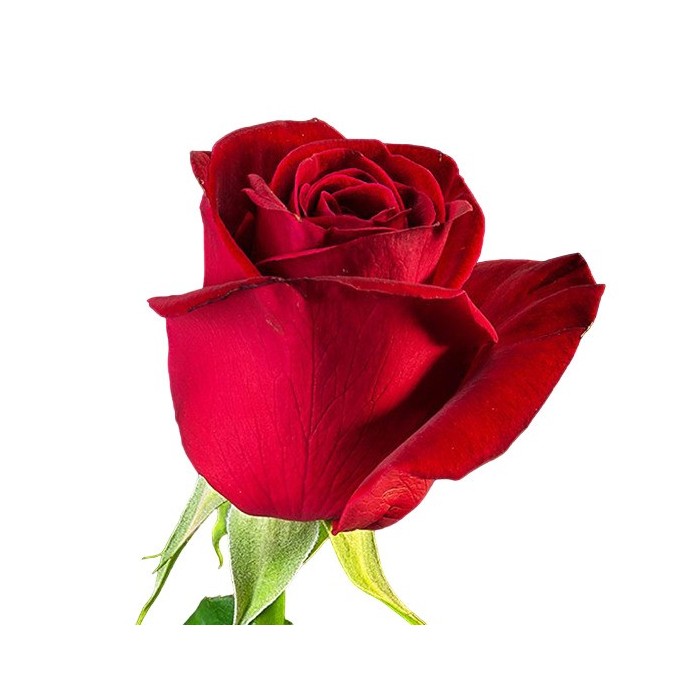 ROSA COLOMBIA, 50cm. x25 FREEDOM vermell