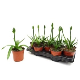 ORNITHOGALUM DUBIUM 13