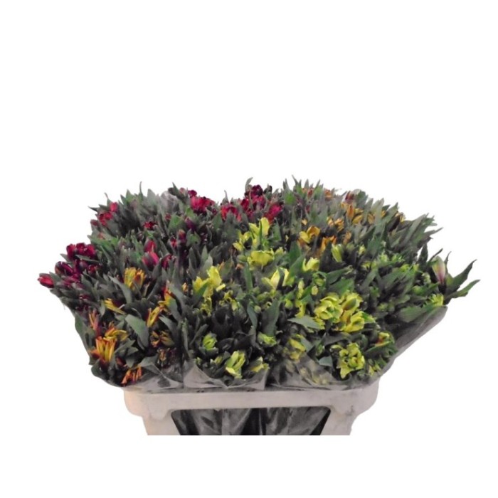 FLOR, ALSTROEMERIA (selec) paq. x10 tg