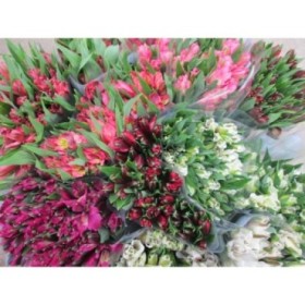 FLOR, ALSTROEMERIA paq. x10 tg.
