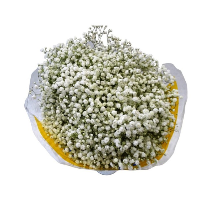 FLOR, PANICULATA EQUADOR (EXCELENT) 750gr.