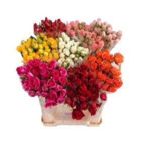 ROSA SPRAY 50/60cm. x 10 (ramificada)