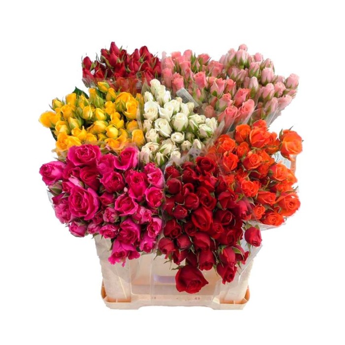 ROSA SPRAY 50/60cm. x 10 (ramificada)