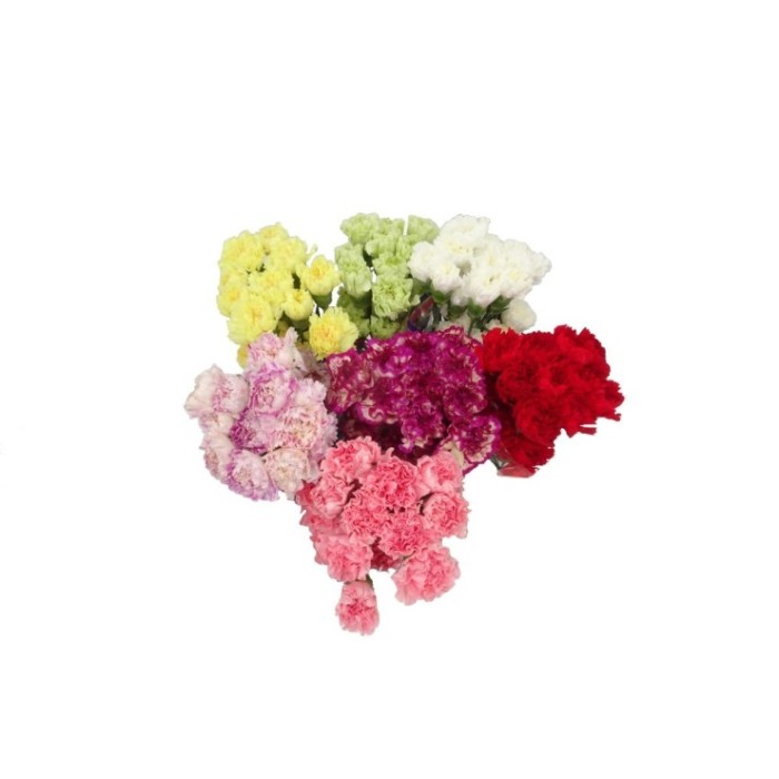 FLOR, CLAVELL COLOMBIA FANCY(paq x20)