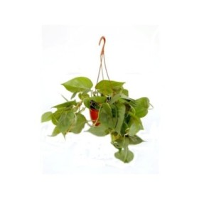 PHILODENDRON SCANDENS PENJAR M15