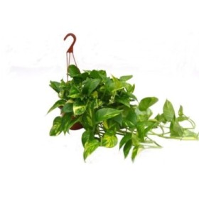 POTHOS  M15 COLGAR