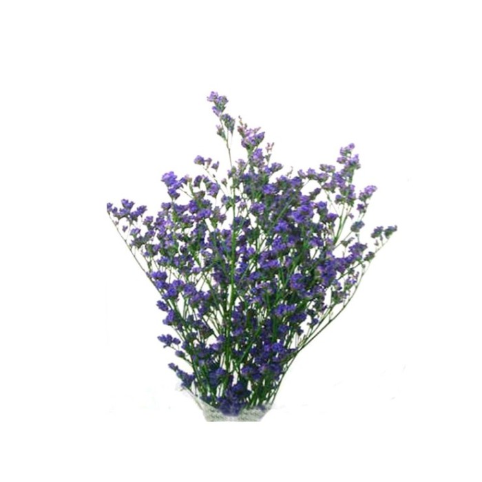 FLOR, LIMONIUM paq. x5 NACIONAL