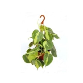 PHILODENDRON SCAND. BRAZIL COLGAR M15