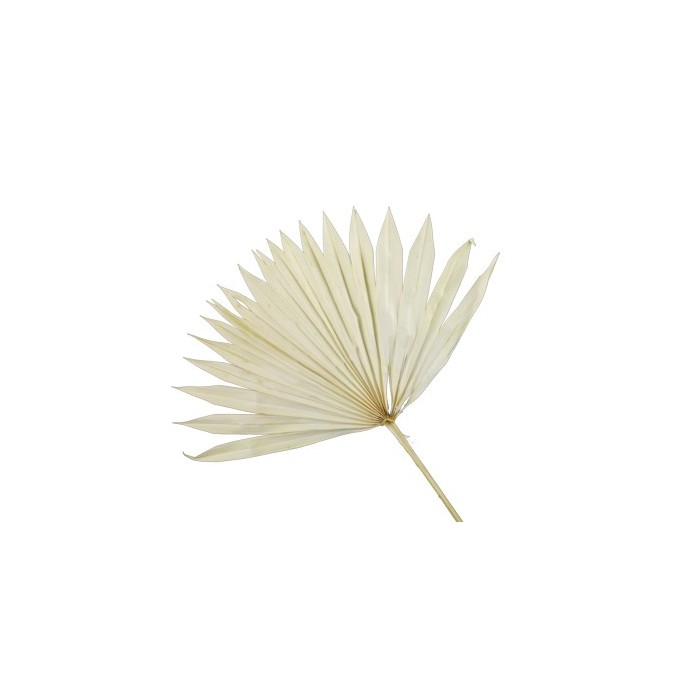 F.SECA, FULLA PALMERA GROGA PALIDA 5 pcs