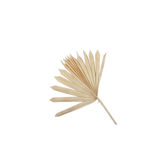 F.SECA, HOJA PALMERA NARANJA PALIDA 5 PCS