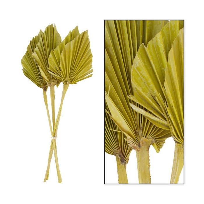 F.SECA, Palm spear M amarilla 36x18cm 4pc