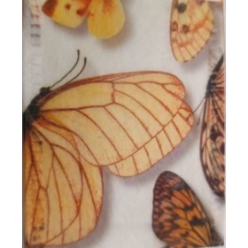 CINTA PAPALLONA TRJ  70 x 25m