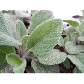 SALVIA OFFICINALIS M11