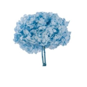 HORTENSIA PRESERVADA AZUL CLARO D15-20CM UNI