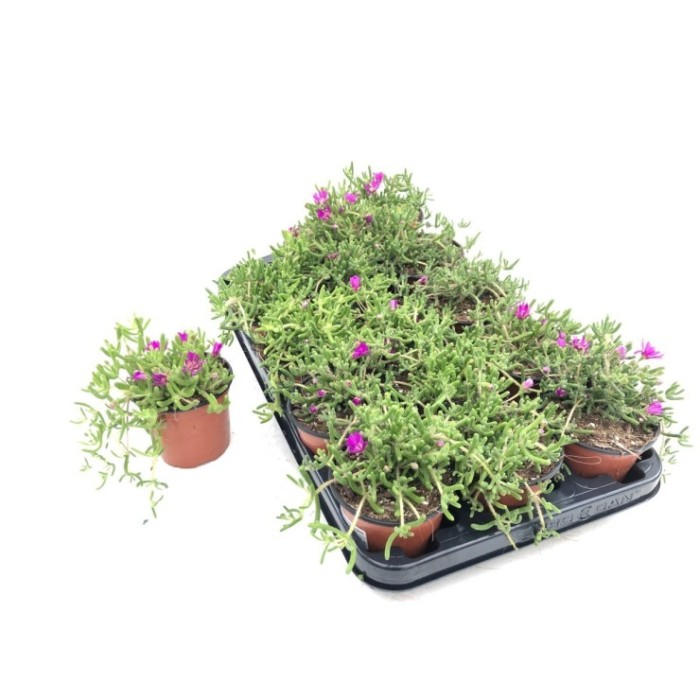 DROSANTHEMUM CANDENS 11 - MESEM PENDULINO