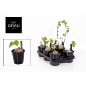 STEPHANIA PIERREI ERECTA XL M12 H20