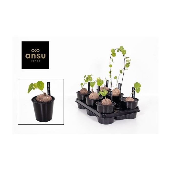 STEPHANIA PIERREI ERECTA XL M12 H20