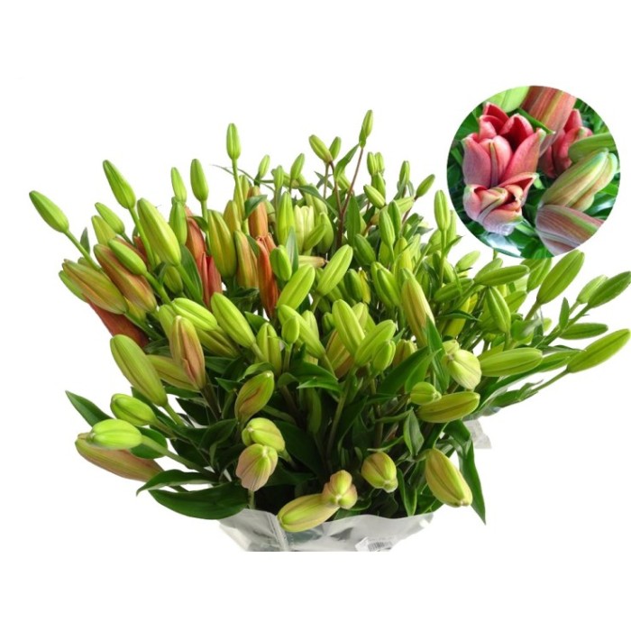 FLOR, LILIUM L.A. MIX (paq. x 10)